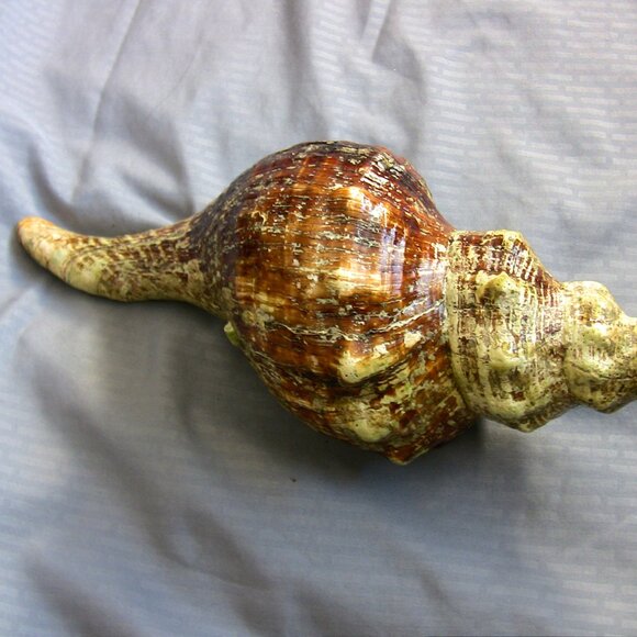 Beautiful Florida Horse Conch Shell 12" - Picture 4 of 8